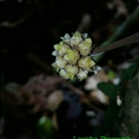 Coscinium fenestratum (Gaertn.) Colebr.